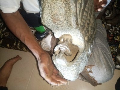 لوحه فنيه قديمه مجسم ناقة نبيه الله صالح