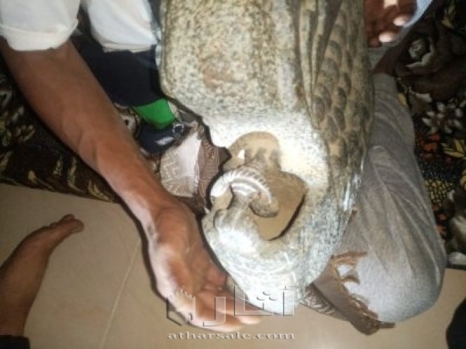 لوحه فنيه قديمه مجسم ناقة نبيه الله صالح