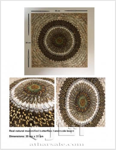 لوحه فراشات محنطه يرجع عمرها الي اكثر من 300 عام