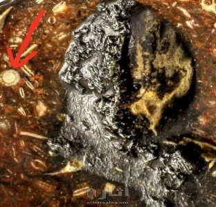 متحف جيولوجى اثرى قديم نادر جدا 34