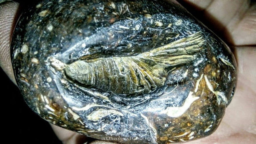 متحف جيولوجى اثرى قديم نادر جدا