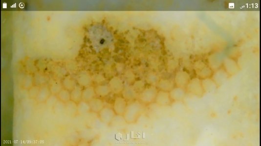 حجارة طبيعية بأشكال ورسومات