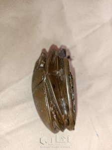 جعران فرعوني 3