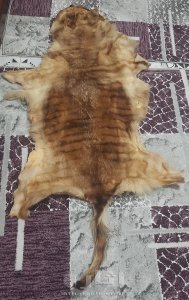 فراء ثمين جدا ذو قيمه
