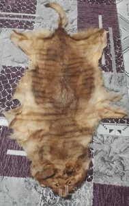 فراء ثمين جدا ذو قيمه