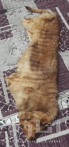 فراء ثمين جدا ذو قيمه