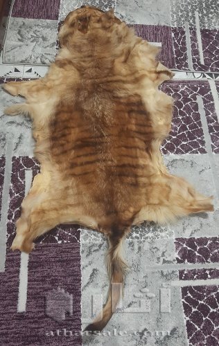 فراء ثمين جدا ذو قيمه