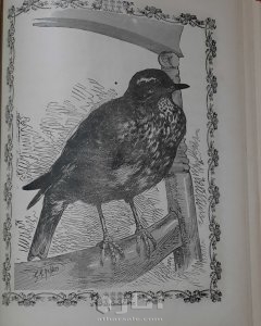 الروض النضير لبهجة كل ولد صغير 8