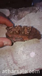 فك اسنان لحيوان مفترس منقرض منذ ملايين السنين قد يكون ديناصور