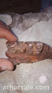 فك اسنان لحيوان مفترس منقرض منذ ملايين السنين قد يكون ديناصور 4