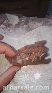 فك اسنان لحيوان مفترس منقرض منذ ملايين السنين قد يكون ديناصور