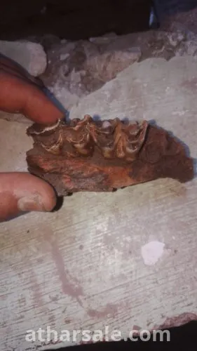 فك اسنان لحيوان مفترس منقرض منذ ملايين السنين قد يكون ديناصور