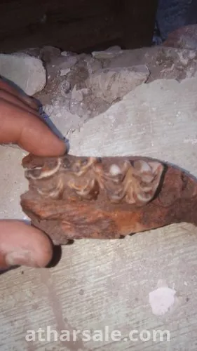 فك اسنان لحيوان مفترس منقرض منذ ملايين السنين قد يكون ديناصور