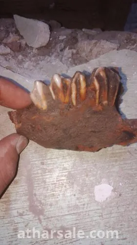 فك اسنان لحيوان مفترس منقرض منذ ملايين السنين قد يكون ديناصور