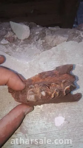 فك اسنان لحيوان مفترس منقرض منذ ملايين السنين قد يكون ديناصور