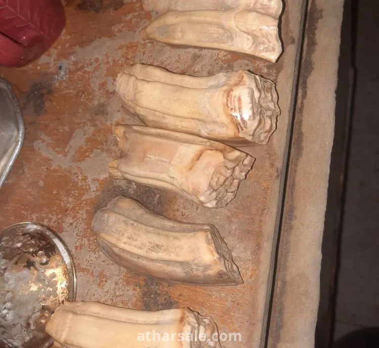 اسنان حيوان ينتمي الا ما قبل تاريخ