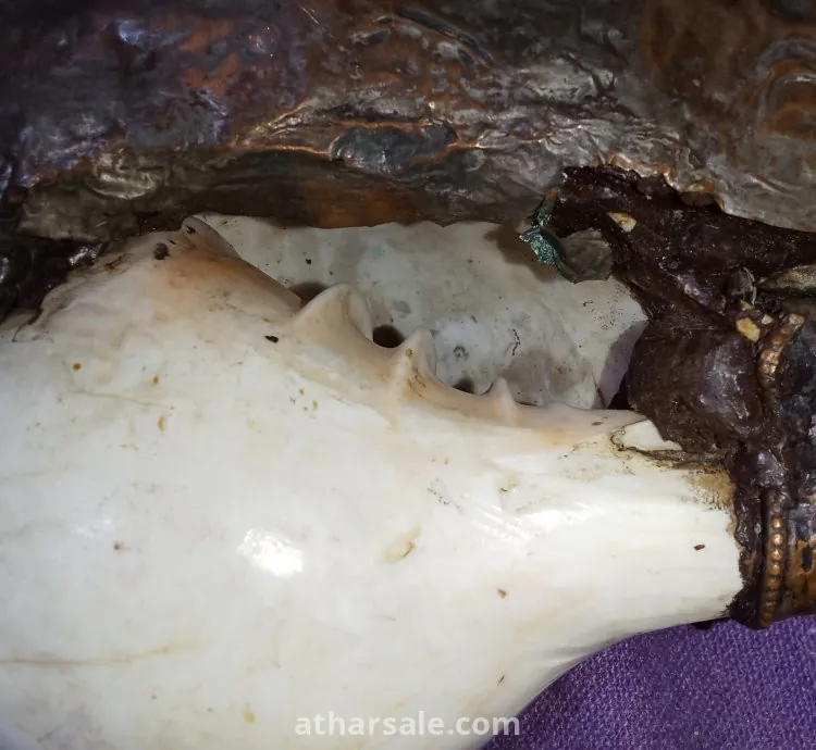 بوق النادر التيبت منذ عام ٨٠٠