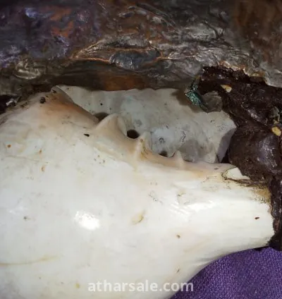 بوق النادر التيبت منذ عام ٨٠٠ 12