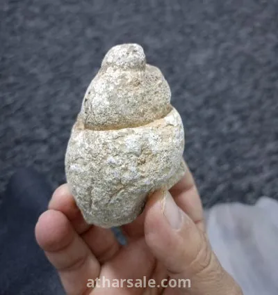 قطعة بحرية متحجرة