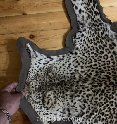 جلد نمر نادر جدا 4