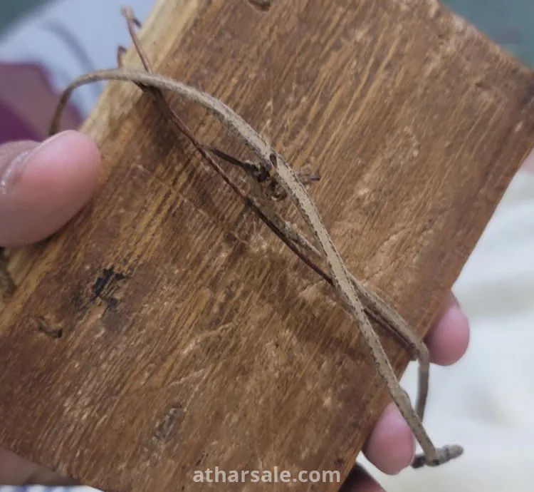 كتاب مخطوطه قديمه أثرية جدا