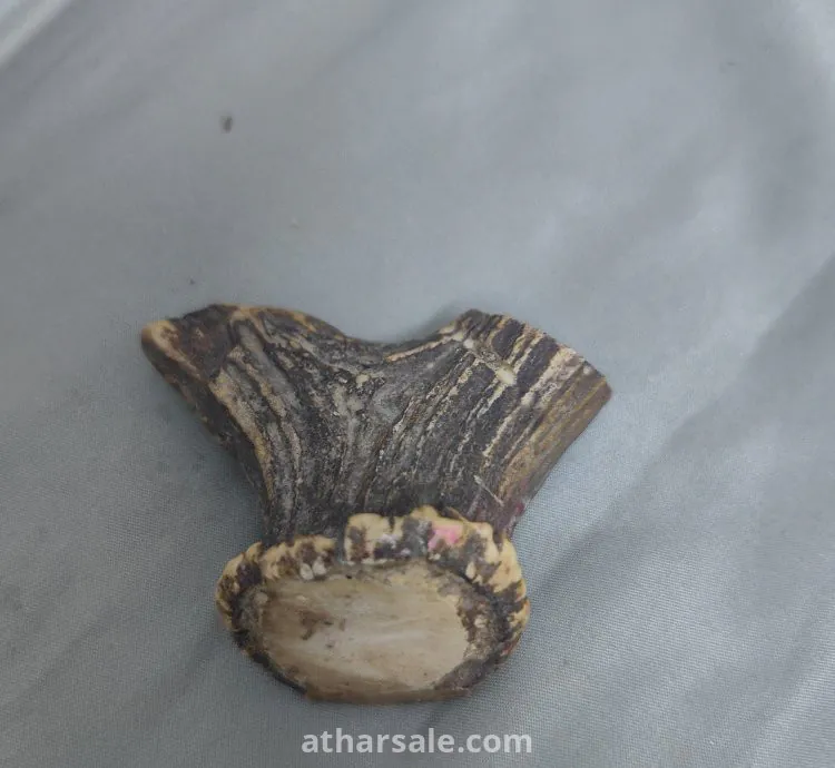 قرن غزال متحجر   قديم جدآ