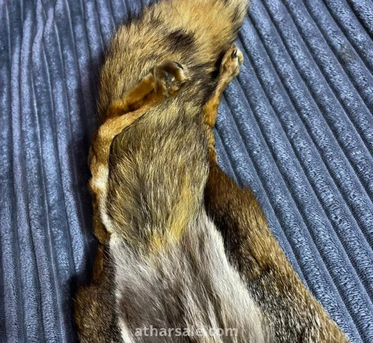 فرو ثعلب حقيقي محنط