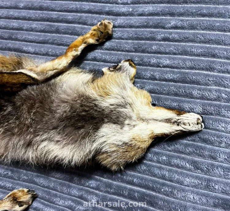 فرو ثعلب حقيقي محنط