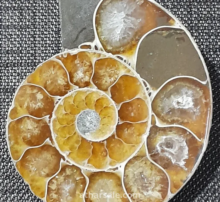 أحفورة الأمونايت الطبيعية