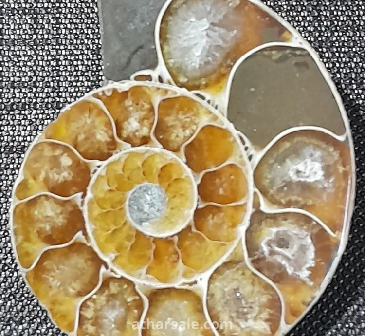 أحفورة الأمونايت الطبيعية