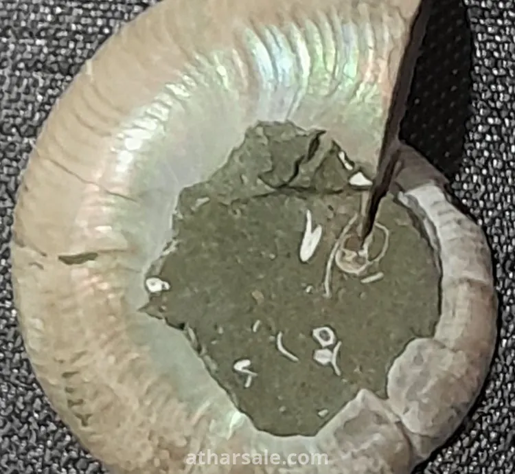 أحفورة الأمونايت الطبيعية