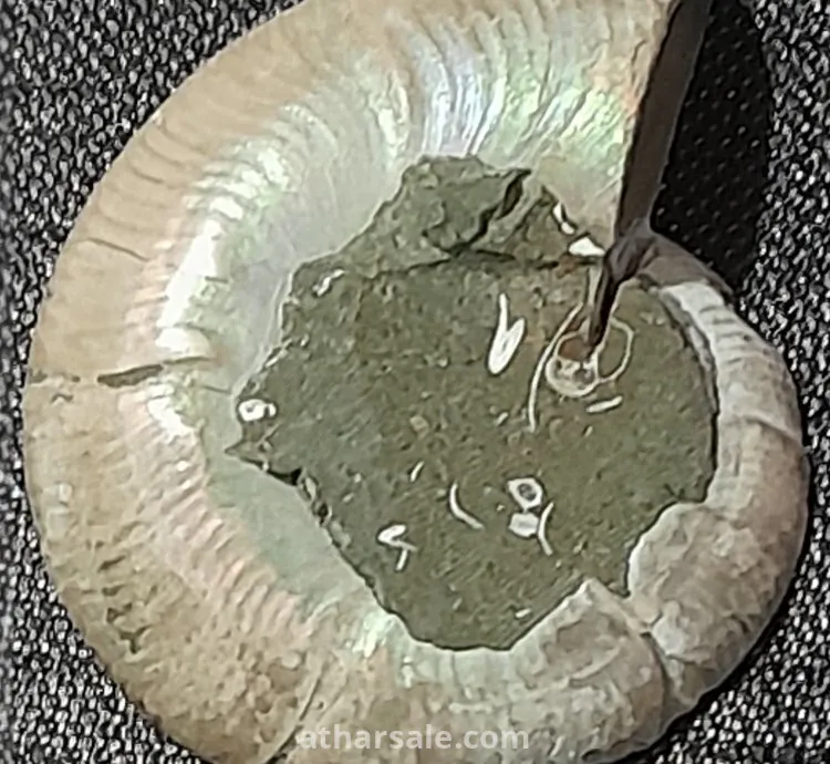 أحفورة الأمونايت الطبيعية