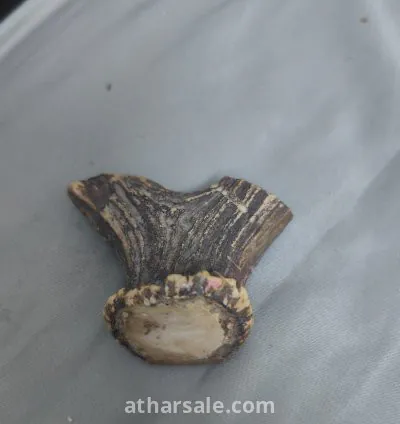 قرن غزال متحجر   قديم جدآ