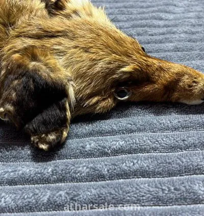 فرو ثعلب حقيقي محنط