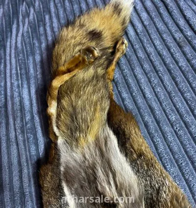 فرو ثعلب حقيقي محنط