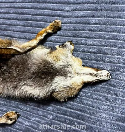 فرو ثعلب حقيقي محنط