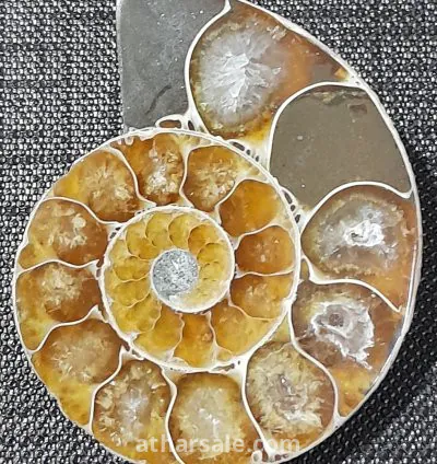 أحفورة الأمونايت الطبيعية 4