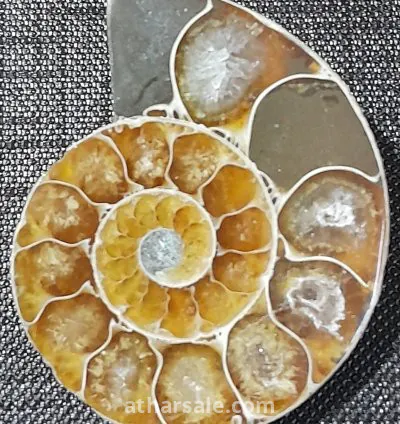 أحفورة الأمونايت الطبيعية