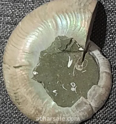 أحفورة الأمونايت الطبيعية 3