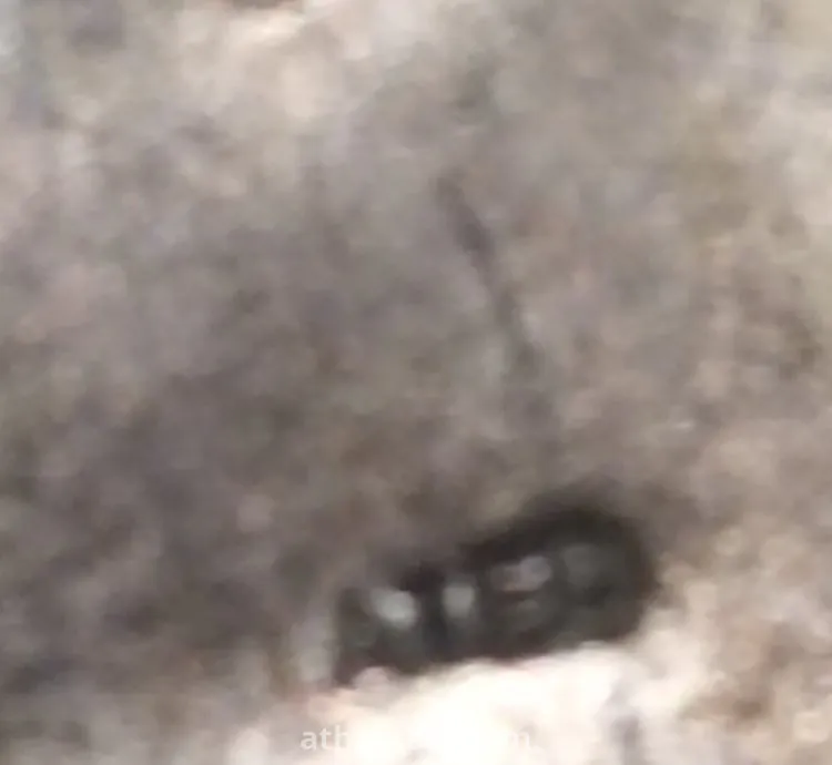 2دله نحاس مختومه محمد مرزوق طلاء فضه