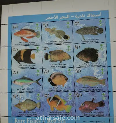الأسماك النادرة فى السعودية