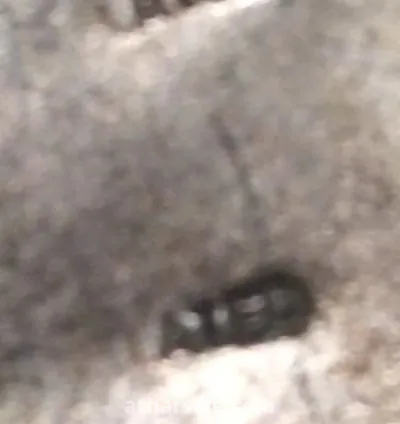 2دله نحاس مختومه محمد مرزوق طلاء فضه 4