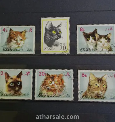 أجمل قطط العالم