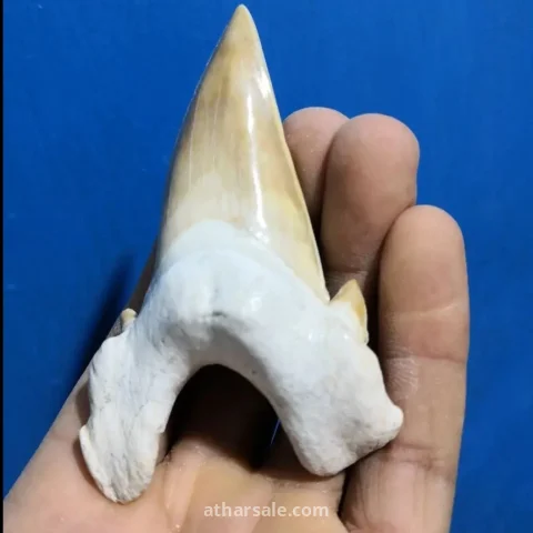 انياب قرش تعود ملايين السنين