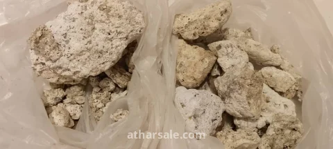 عنبر الحوت 5