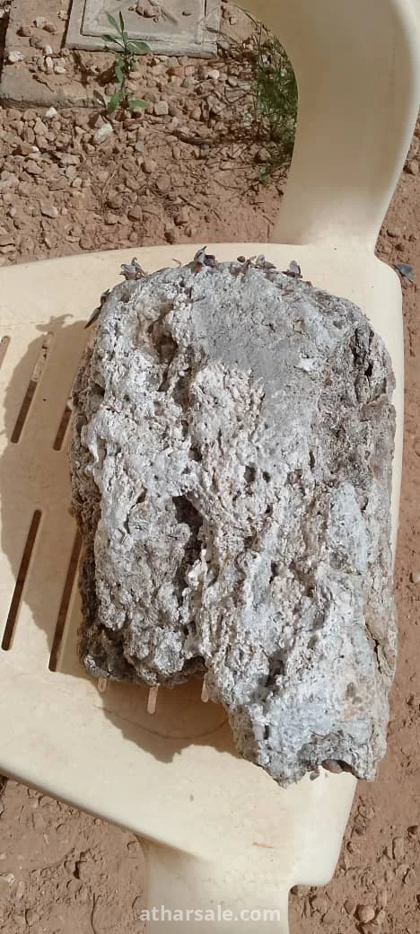 عنبر الحوت
