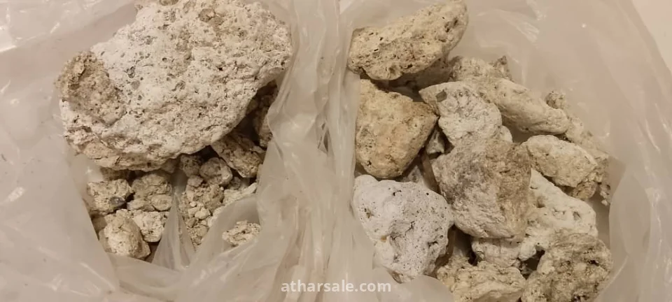 عنبر الحوت