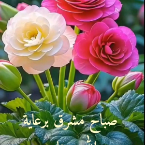 hicham hmbm