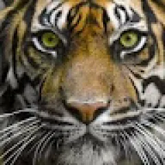 شيماء شعبان حسن