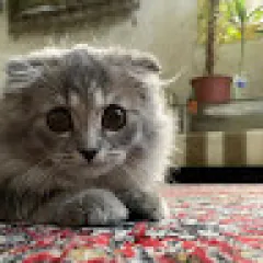 سهيل ابوزحره